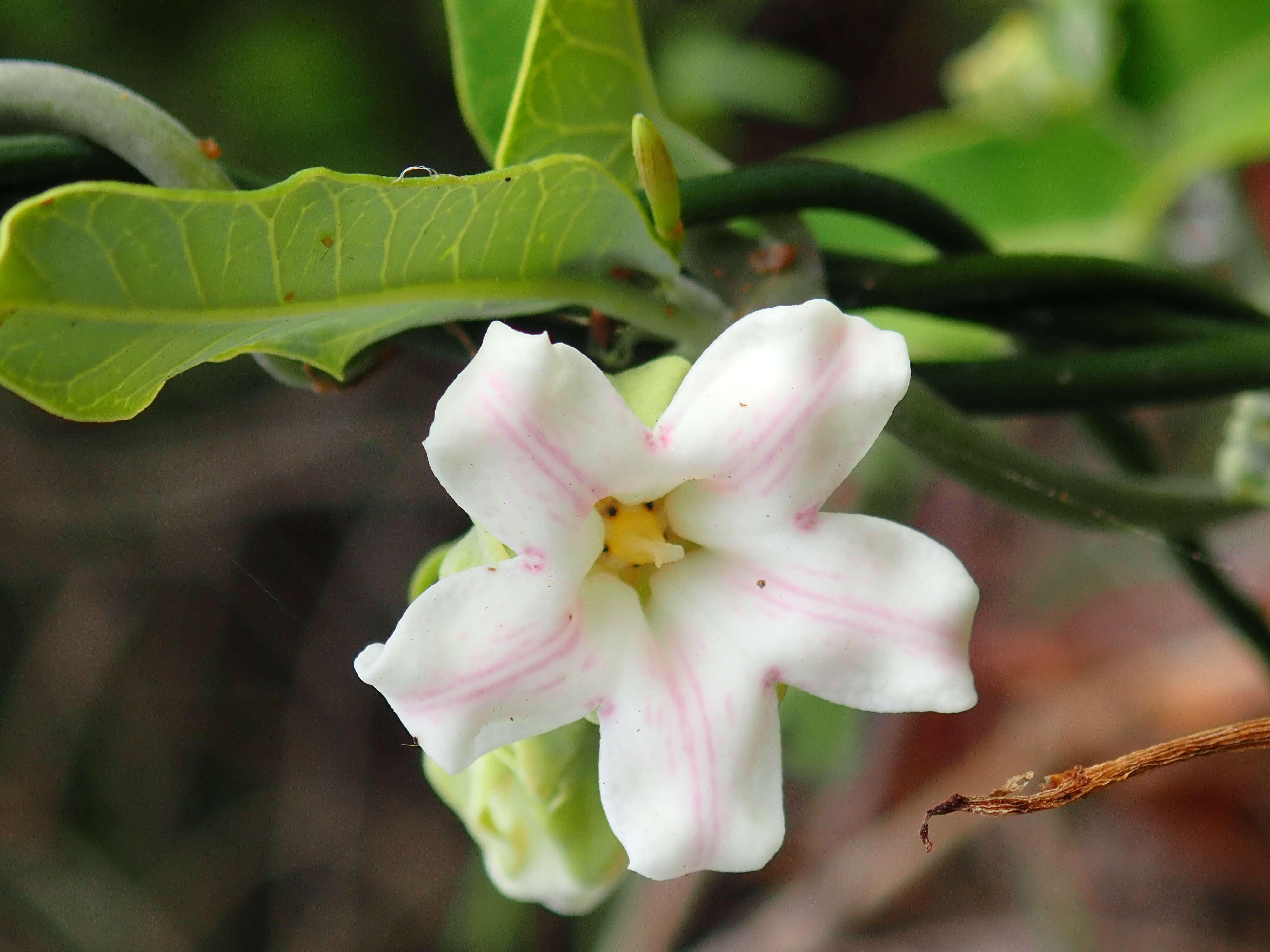 Araujia sericifera Brot. resmi