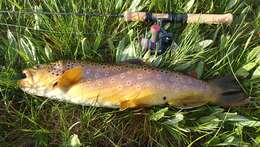 Image of Brown Trout