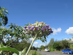 Image of earleaf nightshade