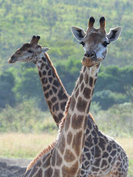 Plancia ëd Giraffa camelopardalis (Linnaeus 1758)