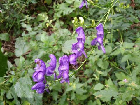 Image of Manchurian monkshood