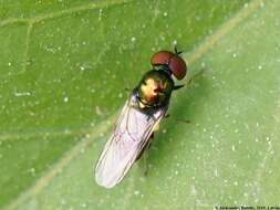 Image of Soldier fly