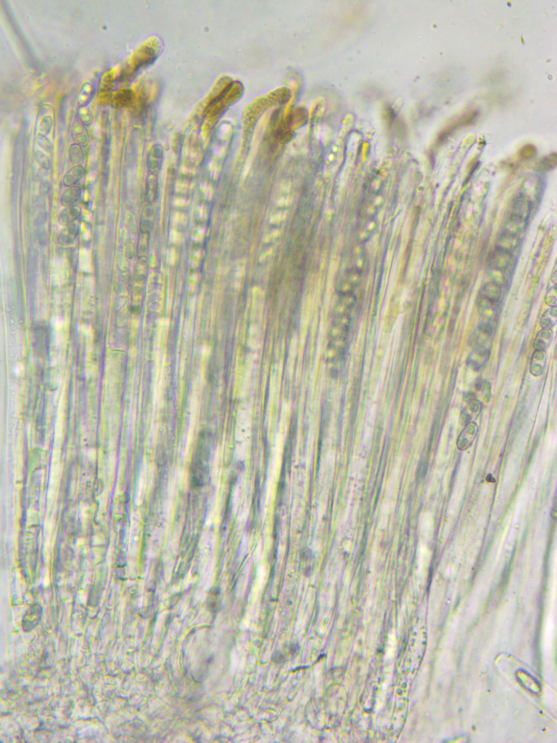 Image of Daleomyces petersii
