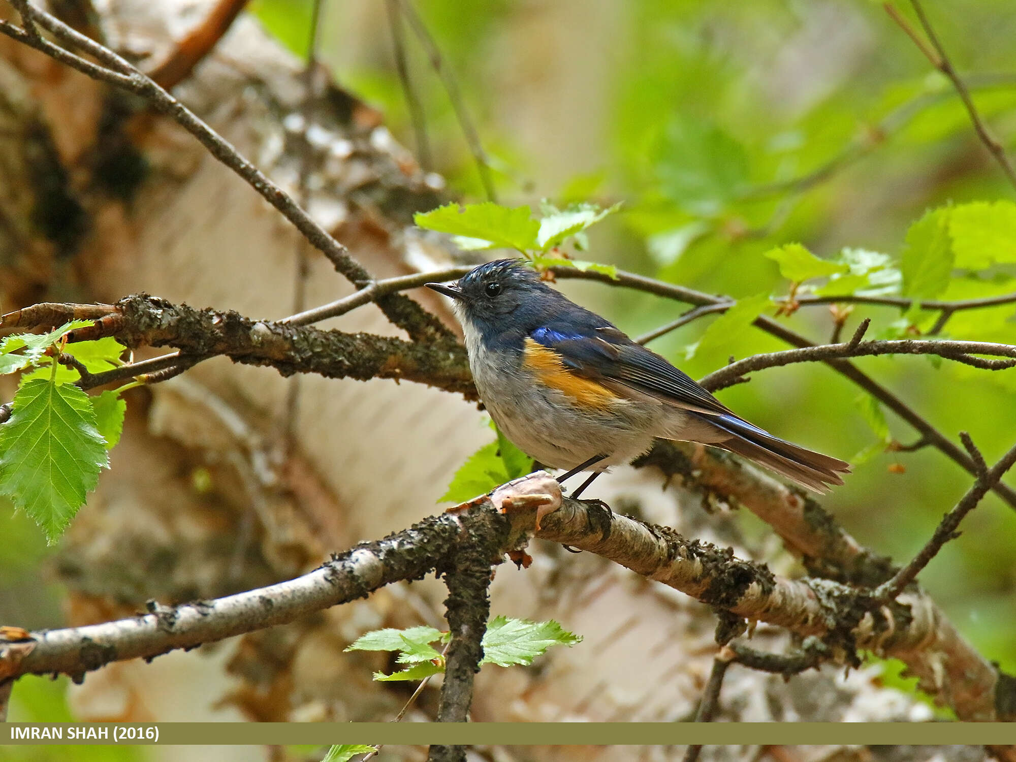 Image of Orange-flanked Bush-Robin