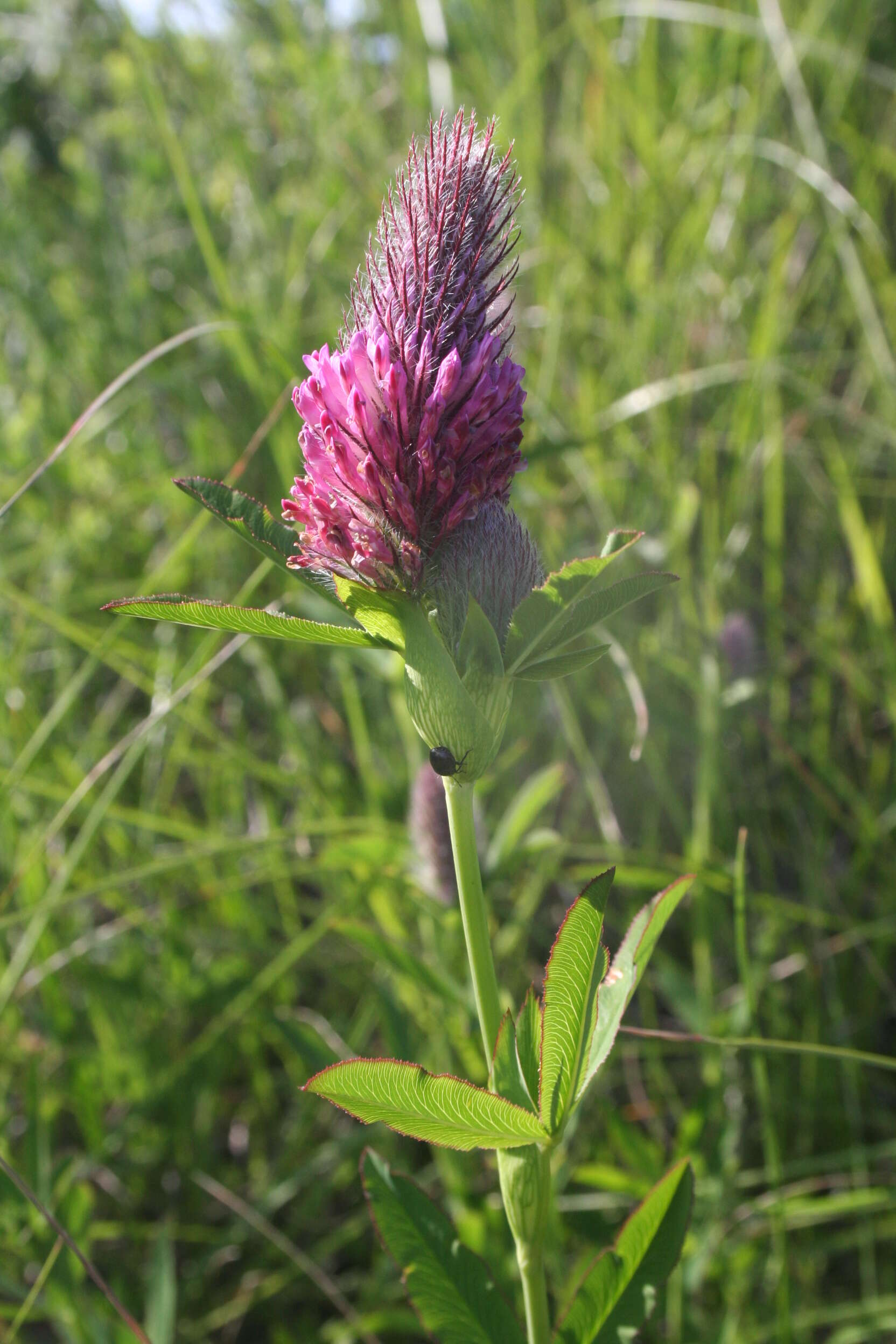 Image of Red Trefoil