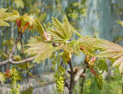 Imagem de Acer pseudoplatanus L.