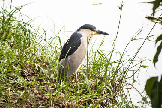 Image of Night Herons