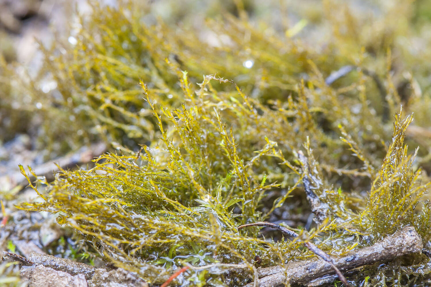 Image of archidium moss