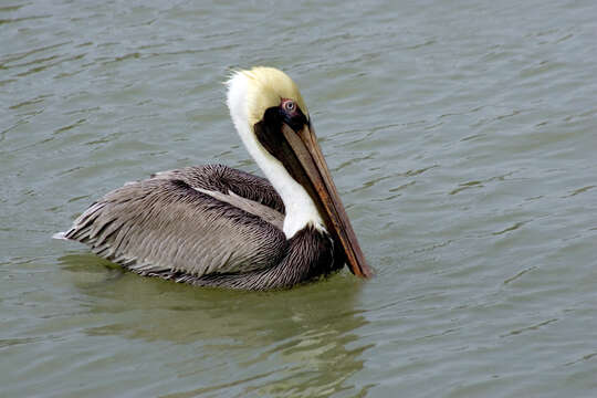 Image of Pelecanus occidentalis carolinensis Gmelin & JF 1789