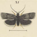 Image of Heliostibes vibratrix Meyrick 1927