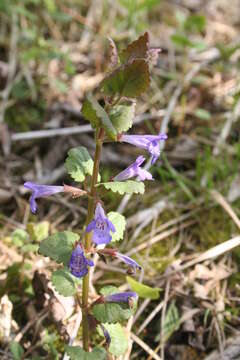 Image of Ground ivy