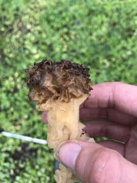 Image of Yellow Morel