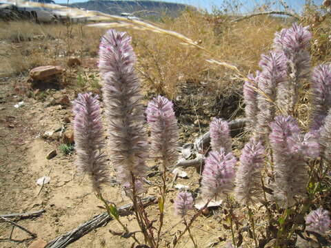 Image of Ptilotus exaltatus Nees