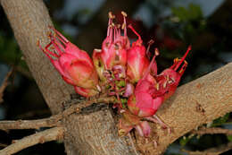 Image of Hottentot's Bean