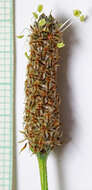 Plantago tweedyi A. Gray resmi