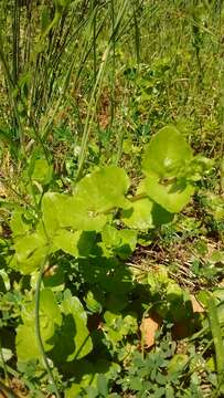 Plancia ëd Micromeria douglasii Benth.