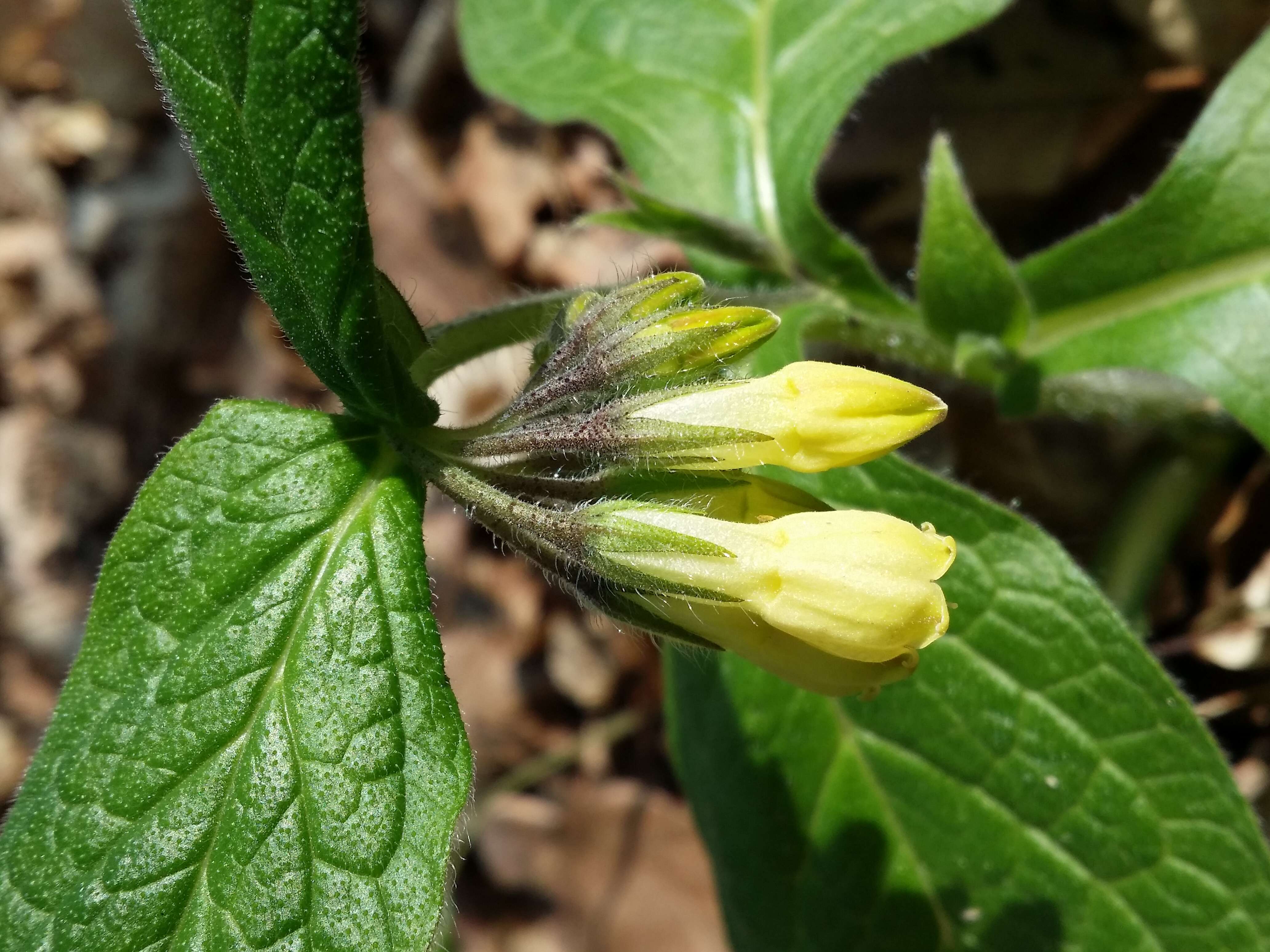 Слика од Symphytum tuberosum L.