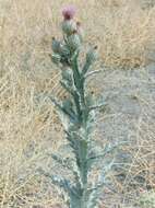 Image of Moor's Cotton Thistle