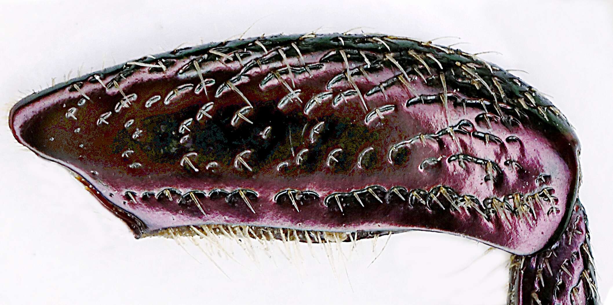 Image of Protaetia (Potosia) cuprea (Fabricius 1775)