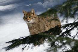 Image of European Wildcat
