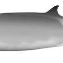 Image of Ramari's beaked whale