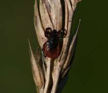 Image of Deer tick