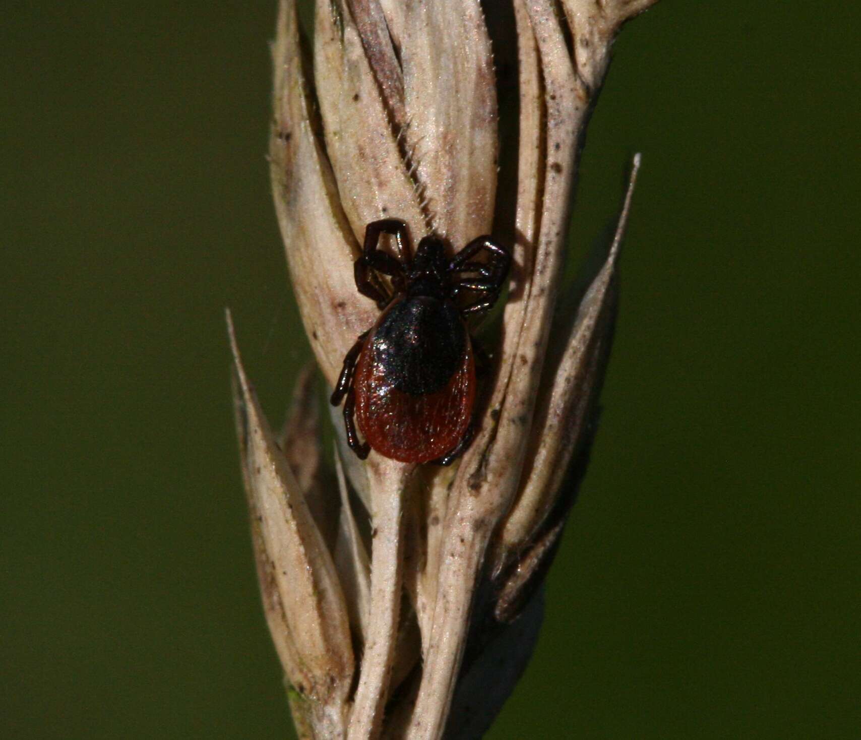 Image of Deer tick