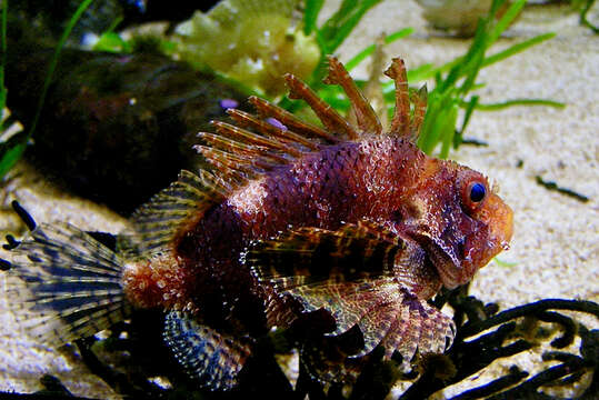 Image of Dwarf lionfish