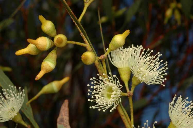 Image of Eucalyptus captiosa M. I. H. Brooker & S. D. Hopper