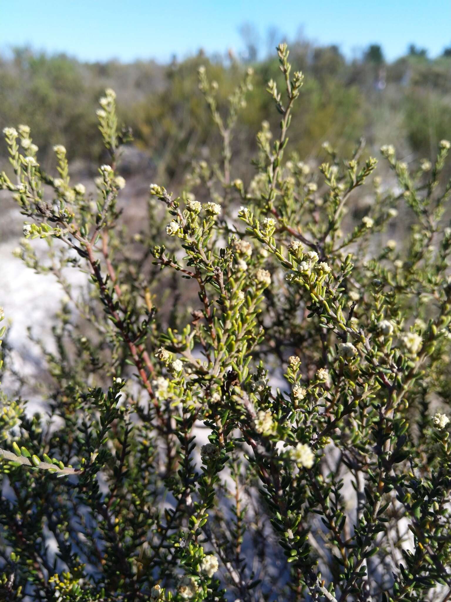 Image of Featherhead