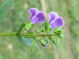 Imagem de Artanema longifolium (L.) Vatke