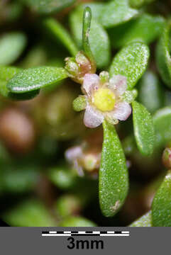 Image of eight-stamened waterwort