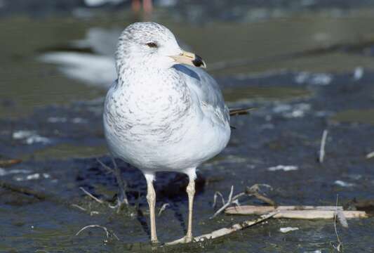 Larus californicus Lawrence 1854 resmi