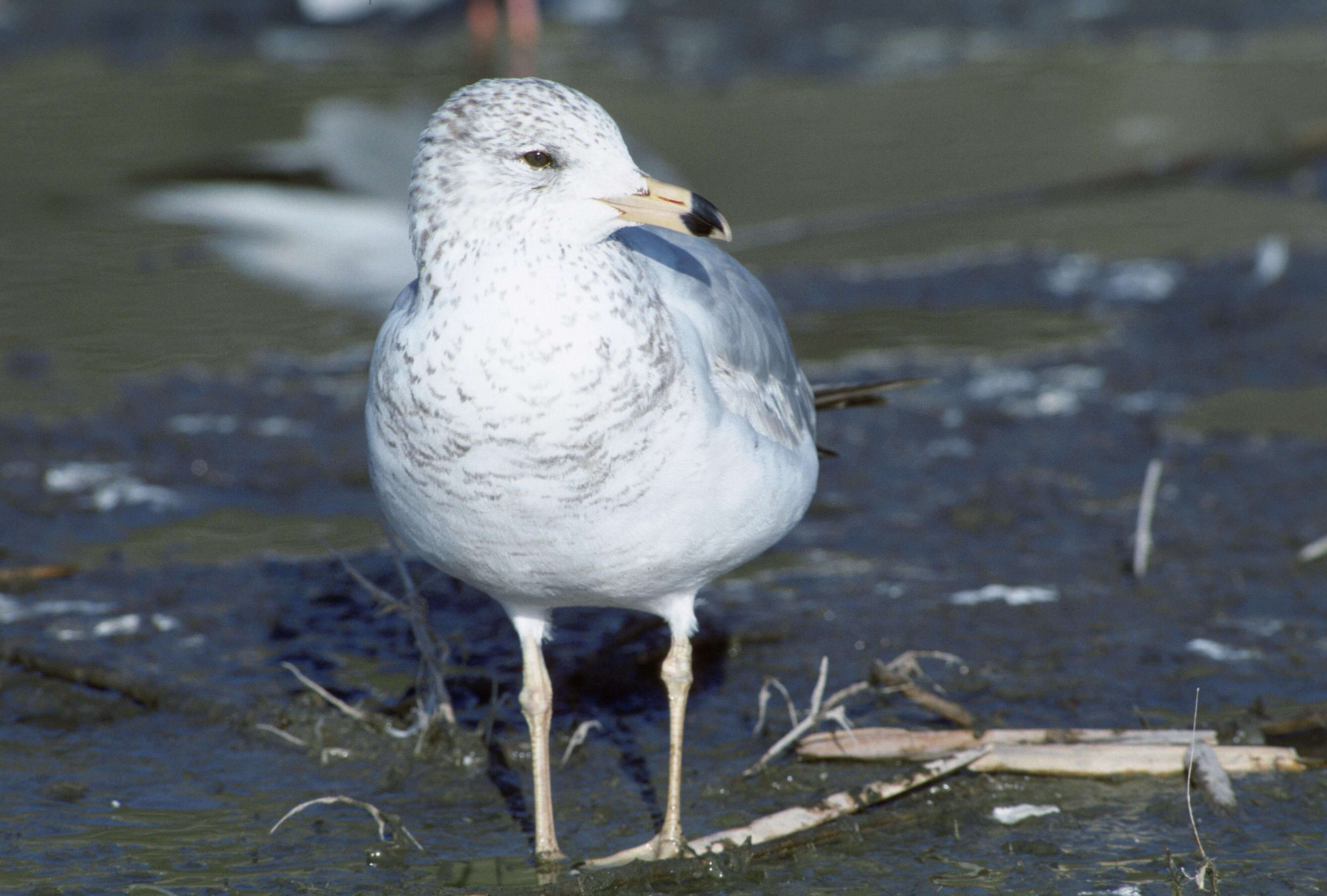 Image of California Gull