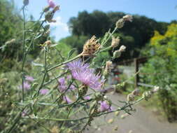 Image of spotted knapweed