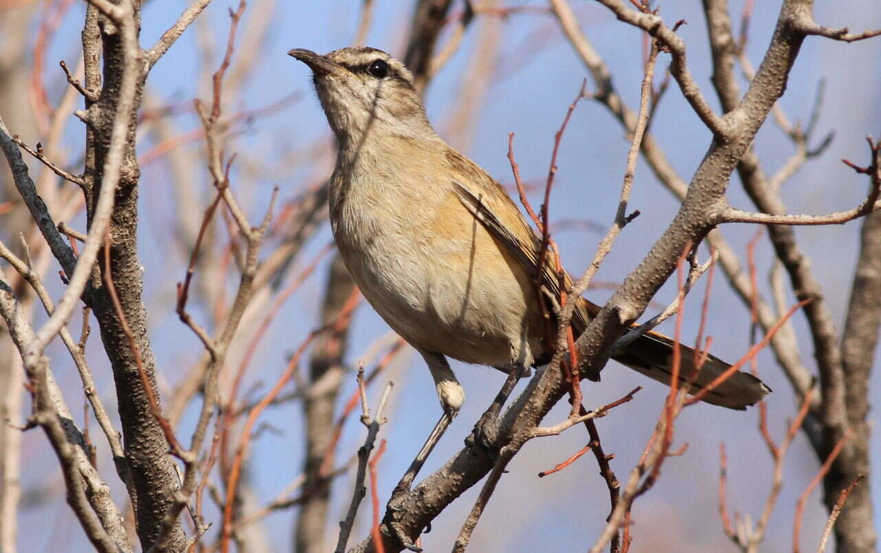 Image of Kalahari Scrub Robin