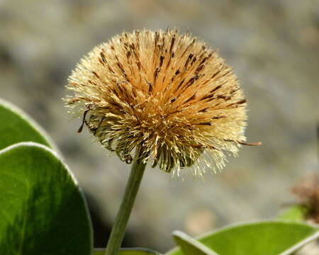 Image of Pachystegia insignis (Hook. fil.) Cheesem.