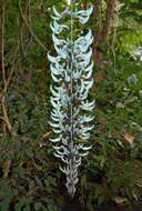 Image of Jade Vine