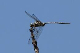 Image of Bottletail