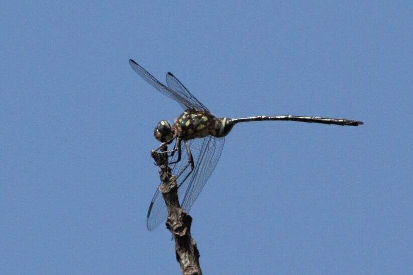 Image of Bottletail