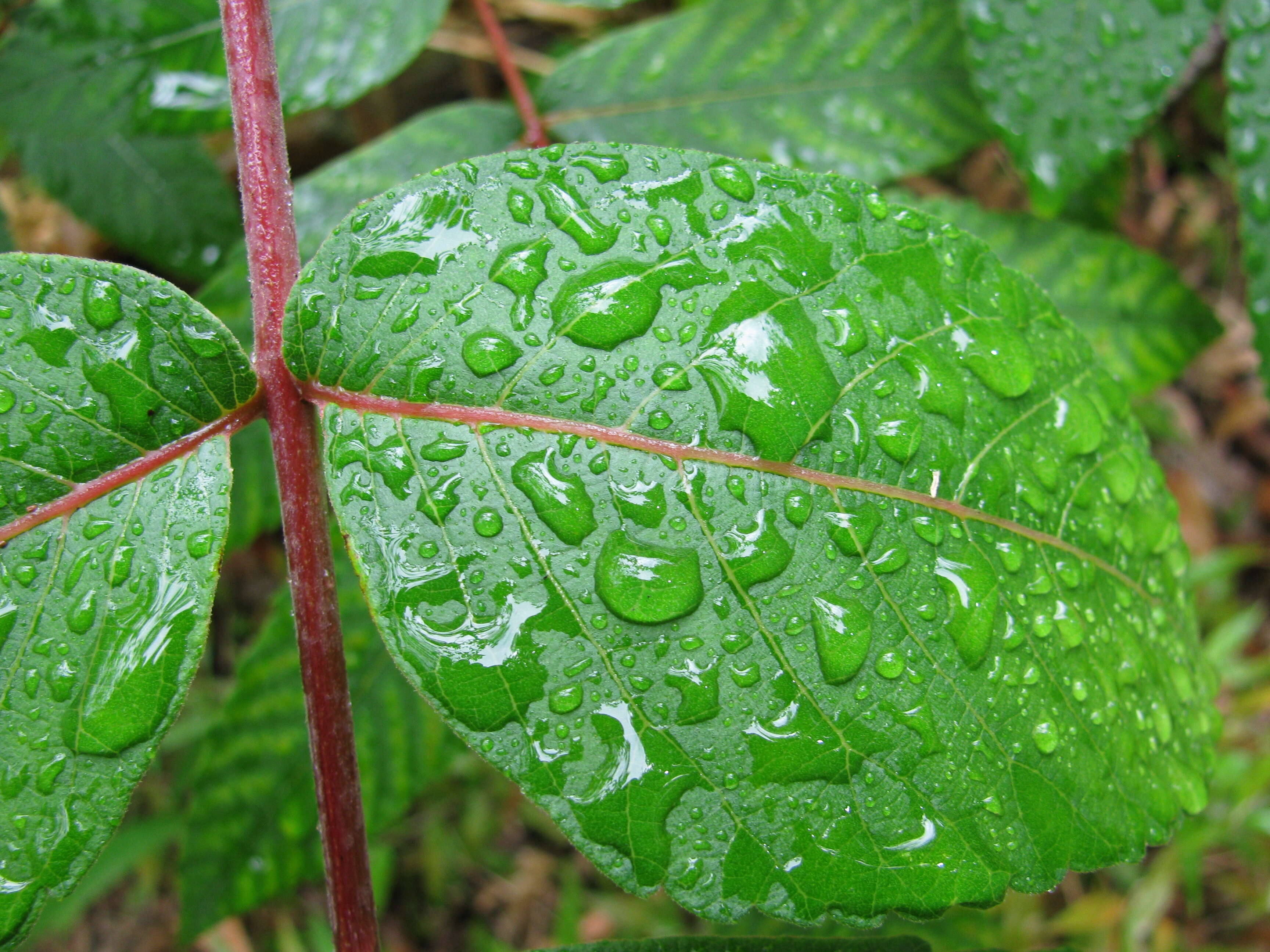 Sivun Rhus sandwicensis A. Gray kuva