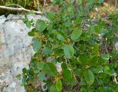 Image of Italian buckthorn