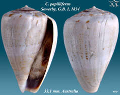 Conus papilliferus G. B. Sowerby I 1834的圖片