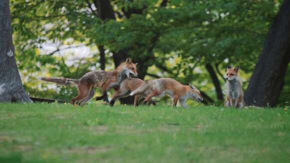 Imagem de Vulpes vulpes schrencki Kishida 1924