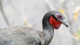 Image of White-winged Guan