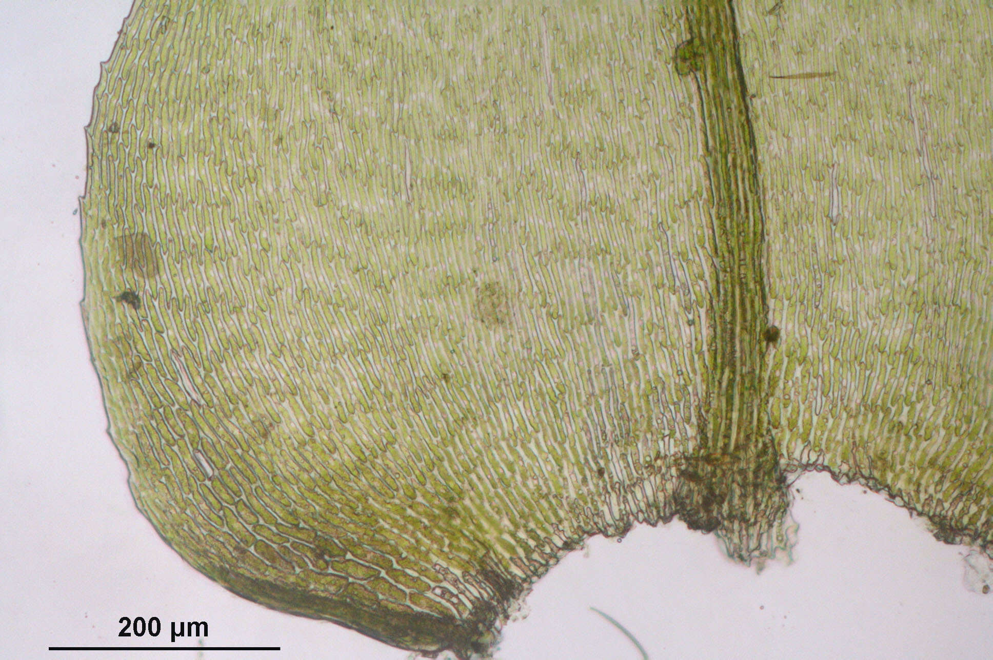 Image of common striated feather-moss