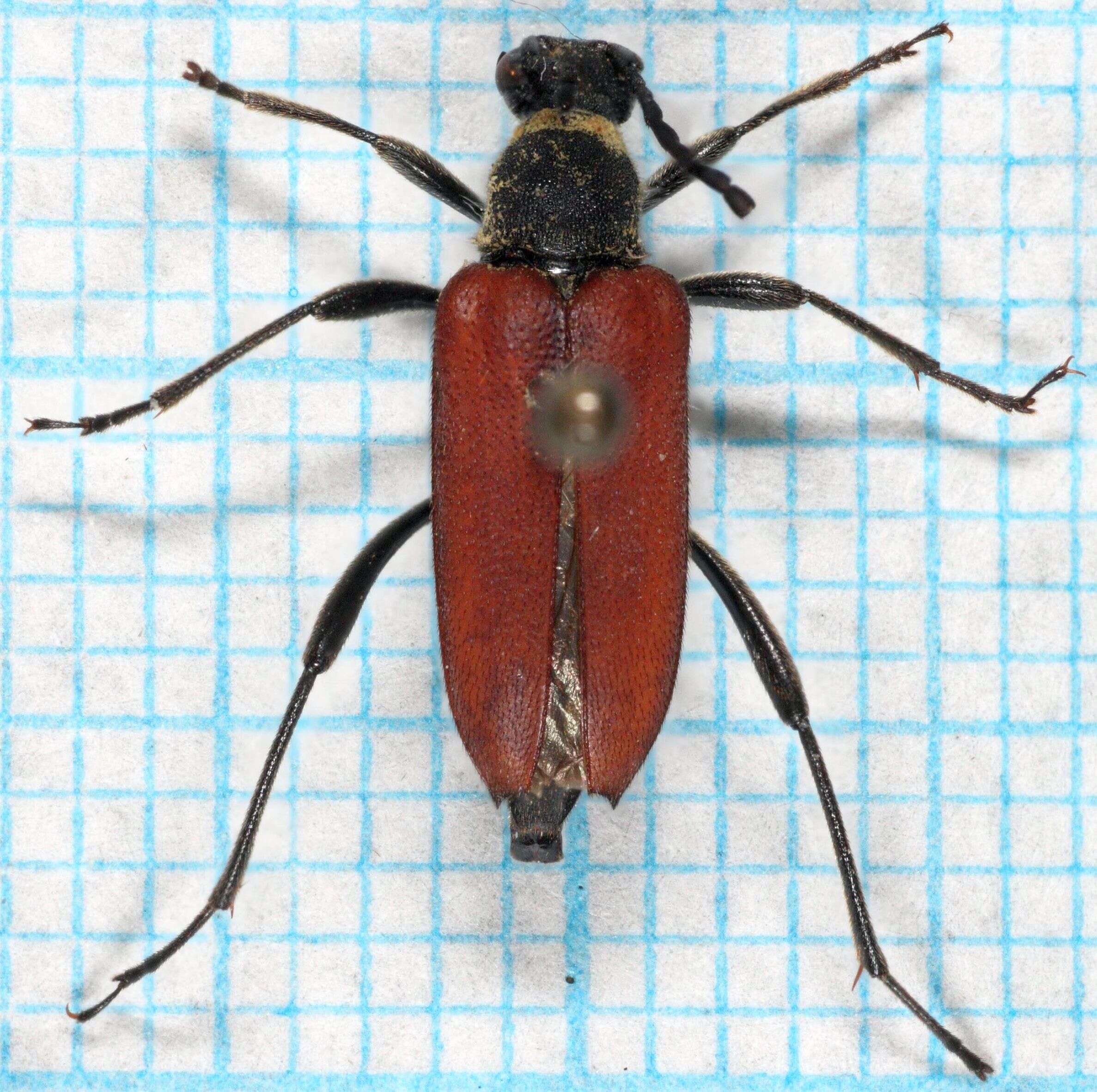 Image of Anastrangalia sanguinolenta (Linné 1761)