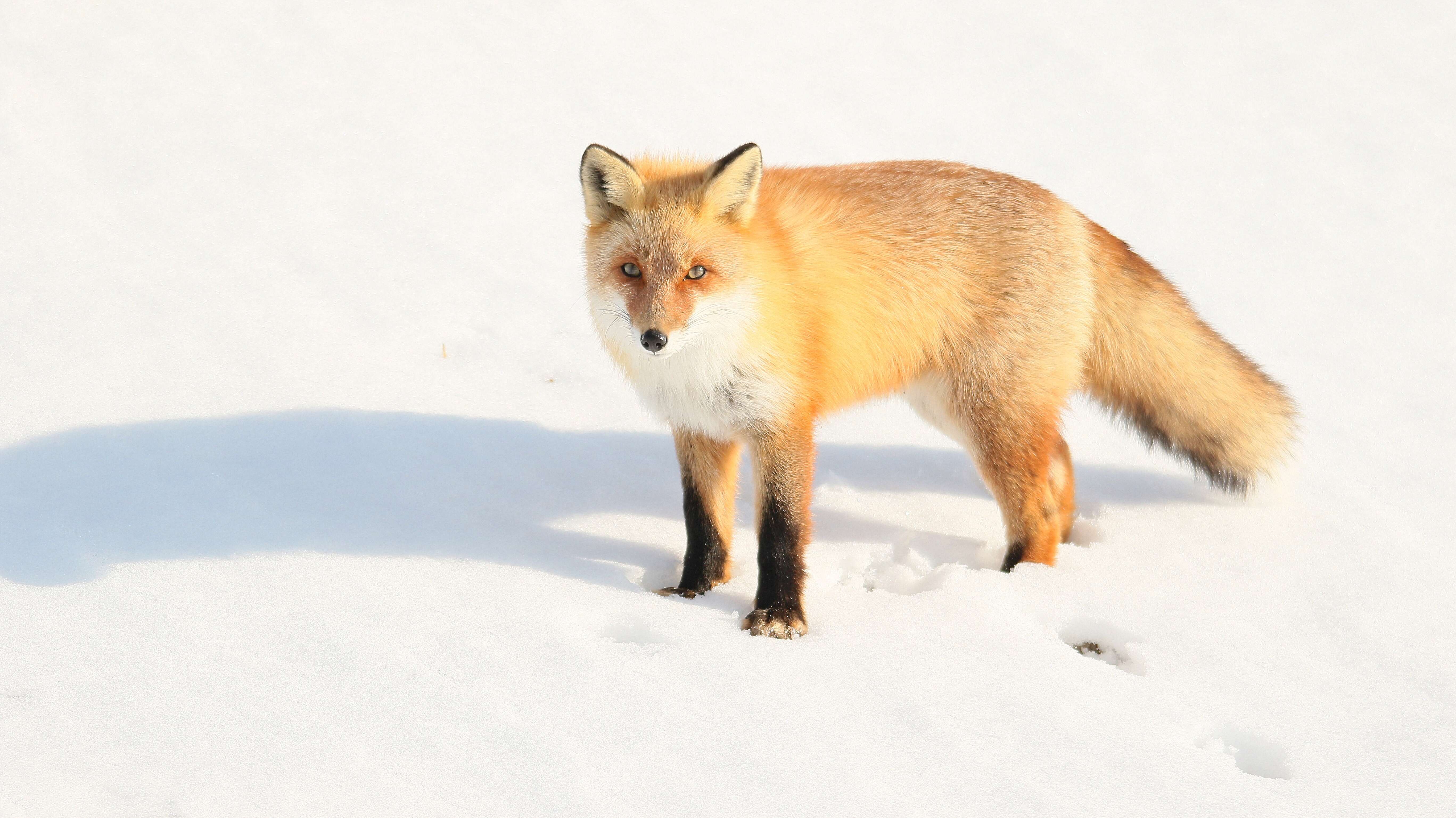 Image of Vulpes vulpes schrencki Kishida 1924