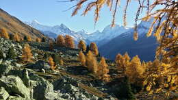 Image of European Larch