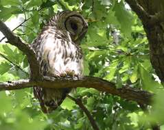 Image of Barred Owl